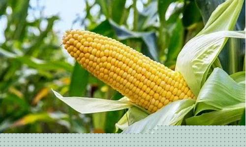 玉米期货在哪里做直播卖货(玉米期货在哪里做直播卖货好)_https://www.wguangz.com_广期所_第1张