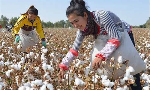 新疆棉花期货直播视频(新疆棉花 期货)_https://www.wguangz.com_郑商所_第1张