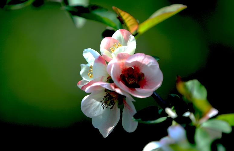 高端期货软件(期货软件平台)_https://www.wguangz.com_中金所_第1张