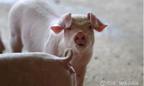 建立生猪期货(建立生猪期货交易系统)_https://www.wguangz.com_广期所_第1张